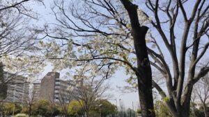 新小岩公園の桜と周辺のビル