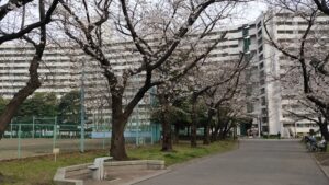 東白鬚公園の桜並木
