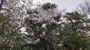 向島百花園の満開の桜