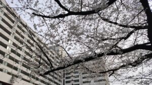 東白鬚公園の桜と空