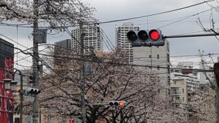 かむろ坂通りの桜と信号