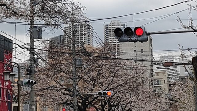 かむろ坂通りの桜と信号