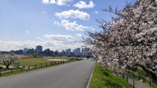 六郷橋緑地堤防の桜と散策路