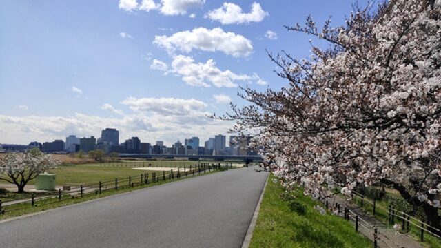 六郷橋緑地堤防の桜と散策路