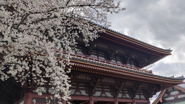 池上本門寺と桜