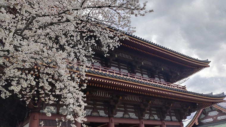 池上本門寺と桜