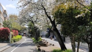 呑川柿の木坂支流緑道