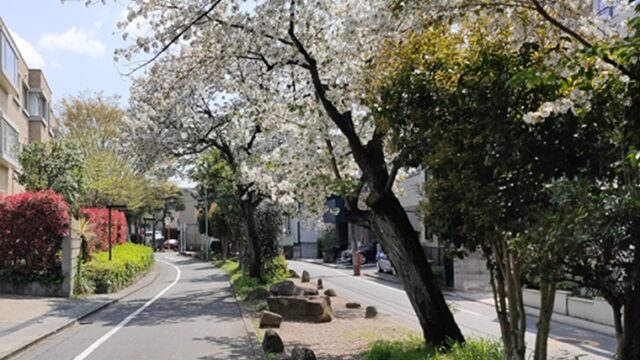 呑川柿の木坂支流緑道