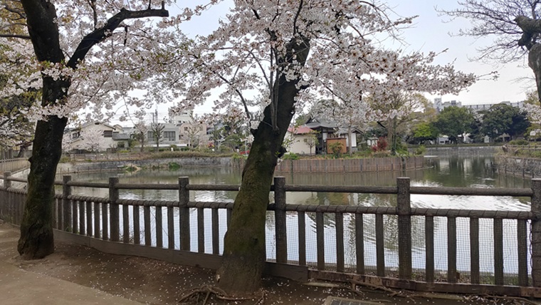 碑文谷公園の池のほとりの桜