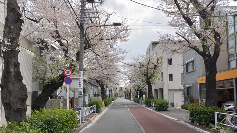 碑さくら通りの桜並木