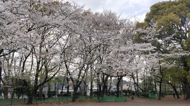 林試の森公園の桜