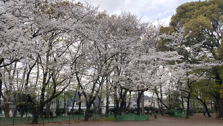 林試の森公園の桜