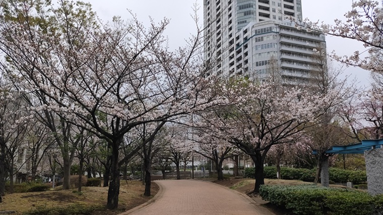 東品川海上公園の桜並木