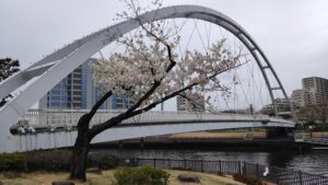 東品川海上公園北側の桜とアイル橋