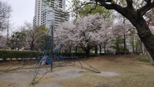 東品川海上公園南側の桜と遊具
