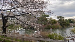 洗足池公園の桜とボート