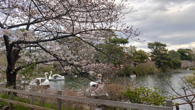 洗足池公園の桜とボート