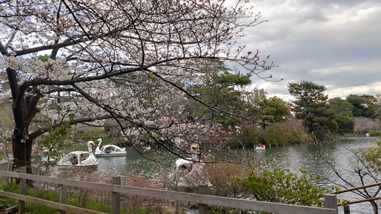 洗足池公園の桜とボート