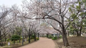 東品川海上公園南側の桜並木