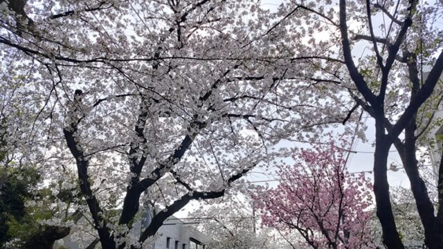 成城の桜並木の満開の桜