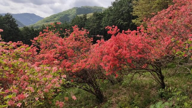 金尾山つつじ公園のヤマツツジ