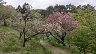 通り抜けの桜のヤエザクラ