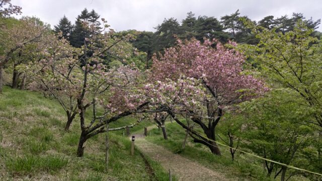 通り抜けの桜のヤエザクラ