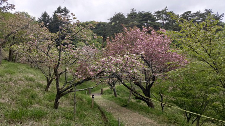 通り抜けの桜のヤエザクラ
