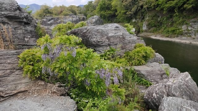 長瀞町岩畳のフジ