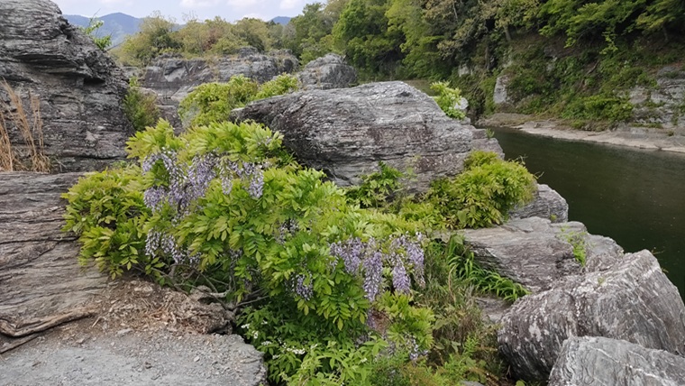 長瀞町岩畳のフジ