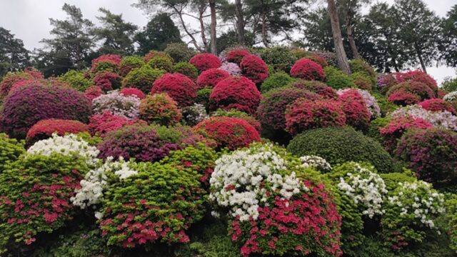 塩船観音寺のつつじ
