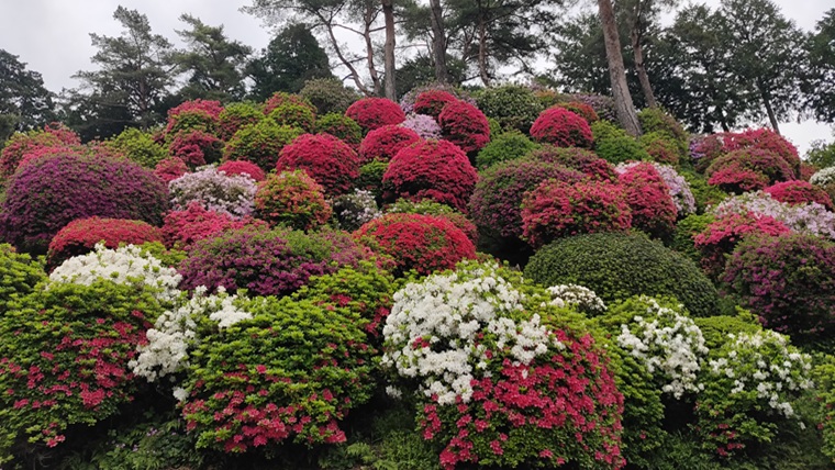塩船観音寺のつつじ