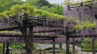 薬師池公園のフジ