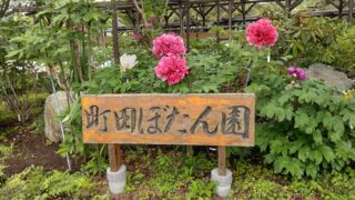 町田ぼたん園のボタン