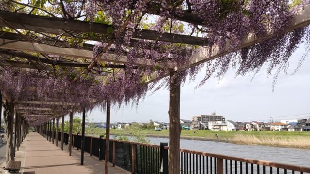 藤だな通りのフジと葛西用水