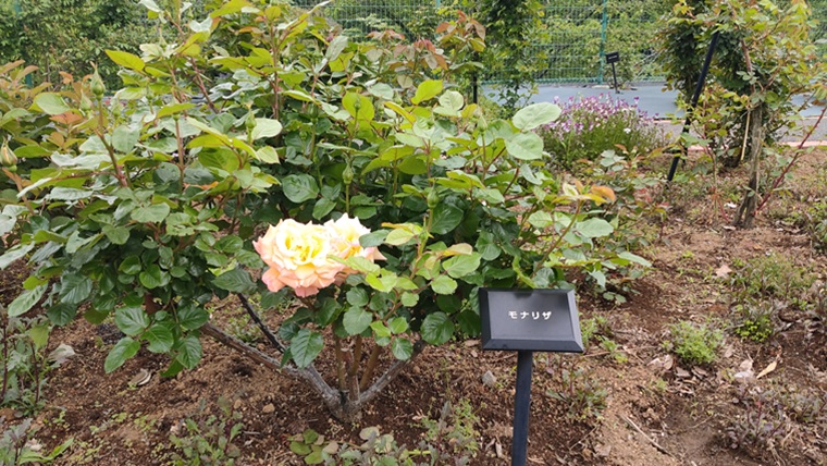 野津田公園の黄色のバラ