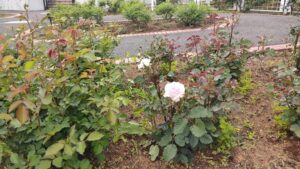 野津田公園の白いバラ