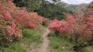 金尾山つつじ公園のヤマツツジと通路