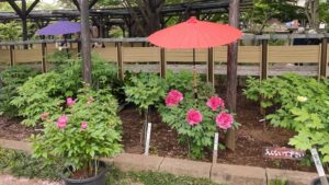 町田ぼたん園の棚のボタン