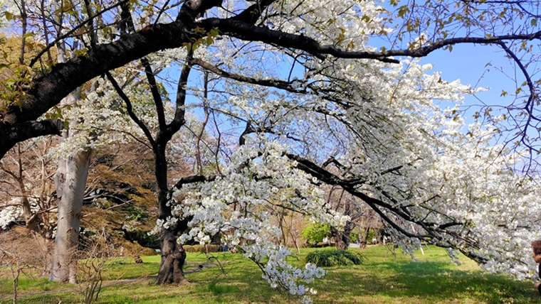 皇居東御苑の桜