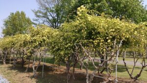 羽生水郷公園のモッコウバラ