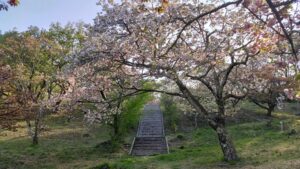 美の山公園のサトザクラ