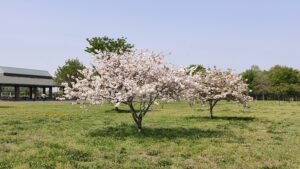 羽生水郷公園の八重桜