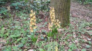 町田えびね苑のタカネエビネ