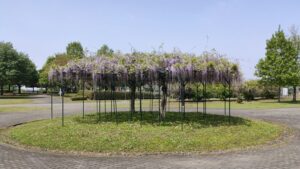 羽生水郷公園の藤棚