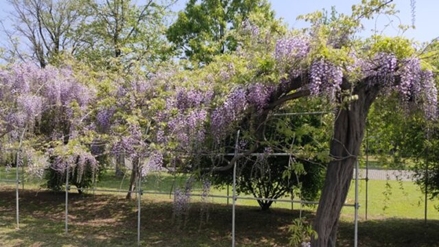 羽生水郷公園のフジ