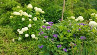 東秩父村あじさいの道の紫陽花