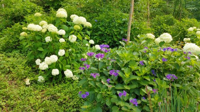 東秩父村あじさいの道の紫陽花