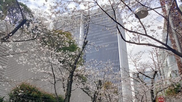 アークヒルズ桜坂の桜