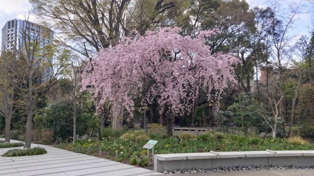 東京ガーデンテラス紀尾井町の枝垂桜